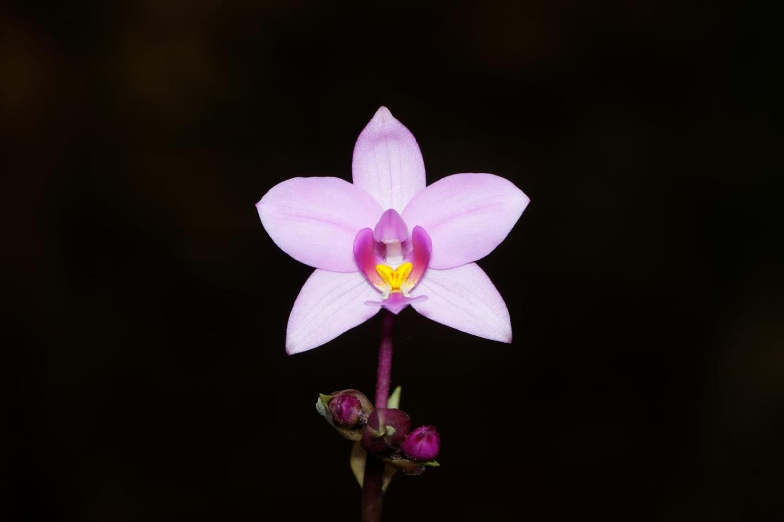 Estacion Biologica Las Cruces Y Jardin Botanico Wilson San Vito Екстериор снимка
