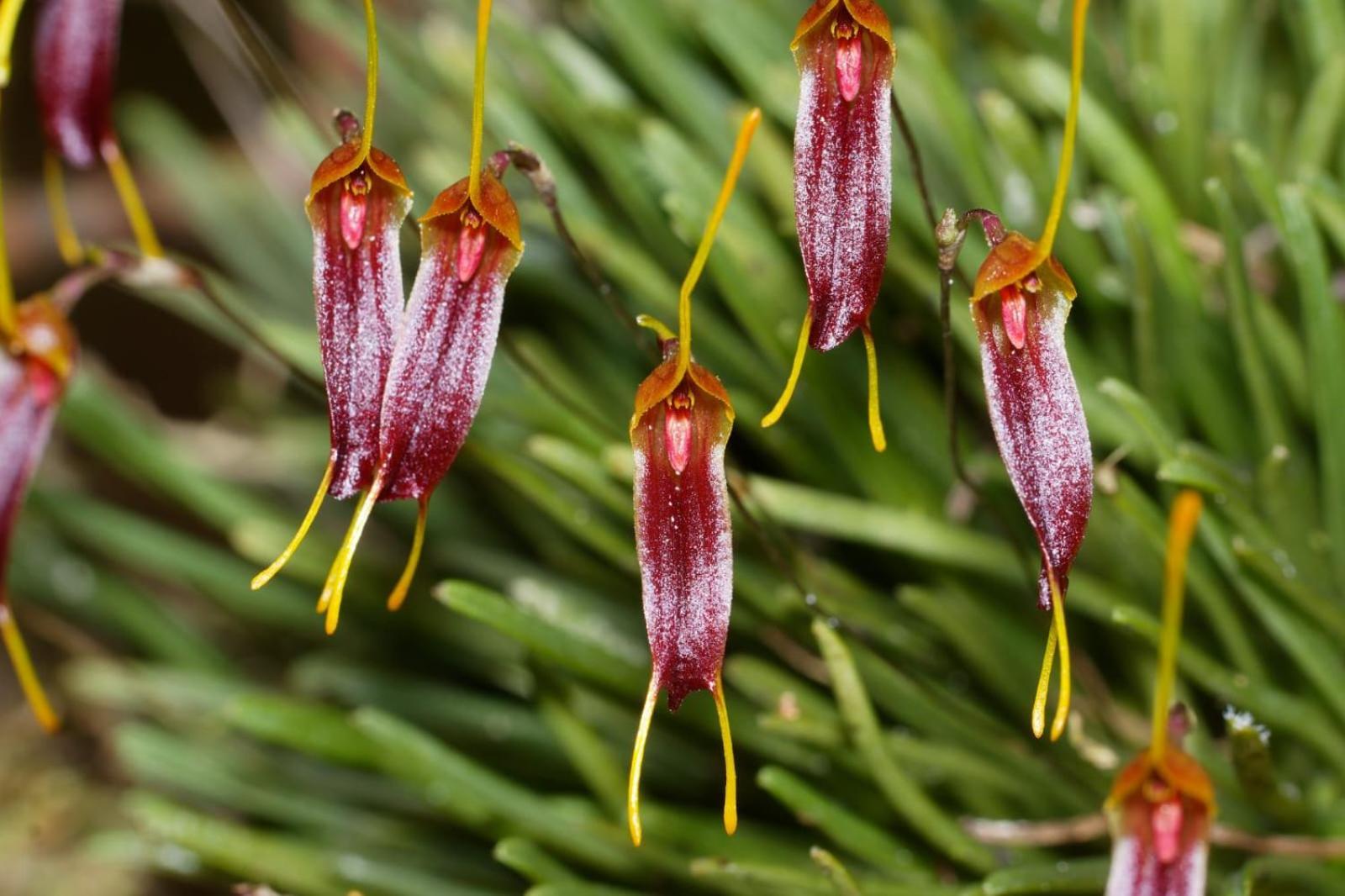 Estacion Biologica Las Cruces Y Jardin Botanico Wilson San Vito Екстериор снимка