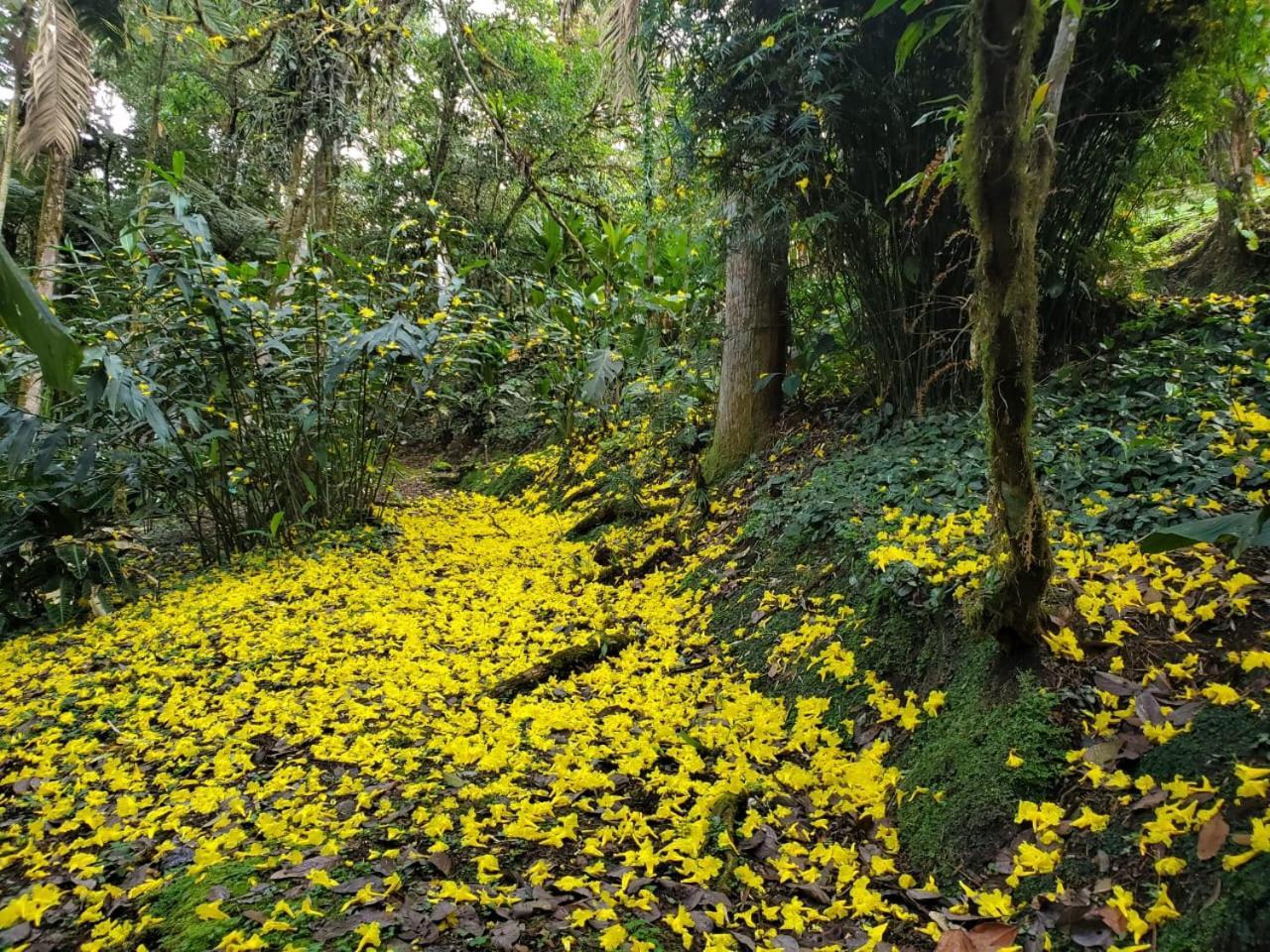 Estacion Biologica Las Cruces Y Jardin Botanico Wilson San Vito Екстериор снимка