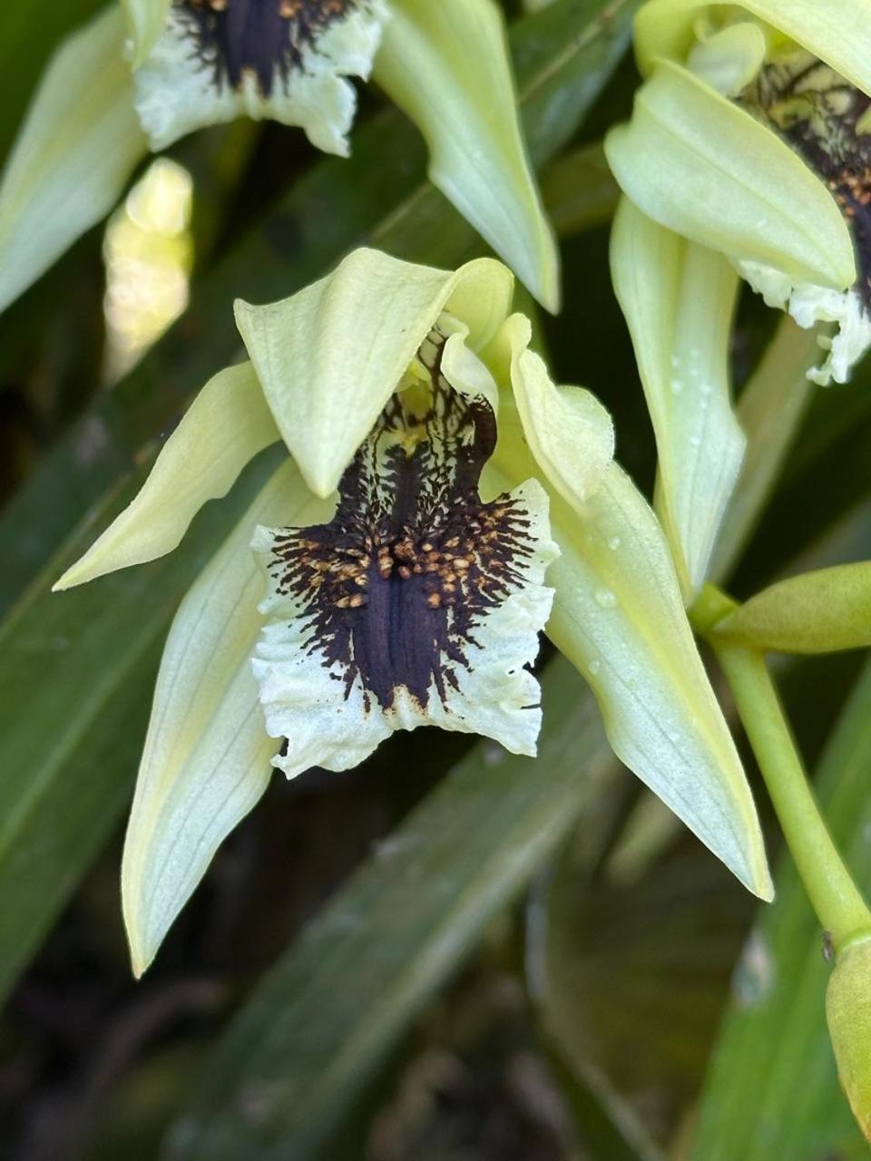 Estacion Biologica Las Cruces Y Jardin Botanico Wilson San Vito Екстериор снимка