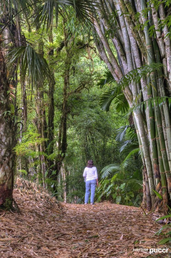 Estacion Biologica Las Cruces Y Jardin Botanico Wilson San Vito Екстериор снимка